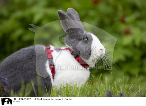 Kaninchen / rabbit / JEG-01062