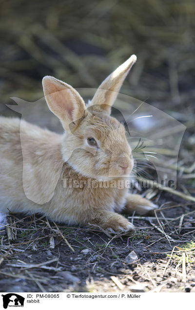 Kaninchen / rabbit / PM-08065