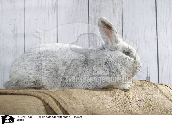 Kaninchen / Rabbit / JM-06368