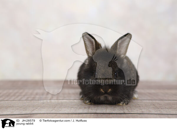 Kaninchenbaby / young rabbit / JH-28579