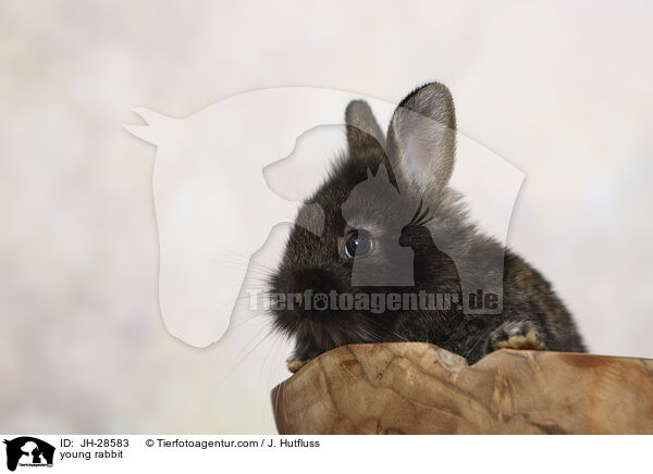 Kaninchenbaby / young rabbit / JH-28583