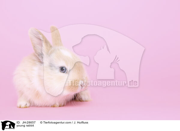 Kaninchenbaby / young rabbit / JH-28657