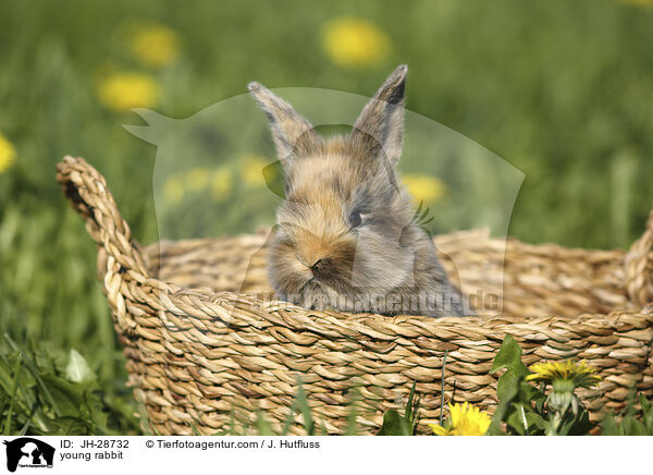 young rabbit / JH-28732