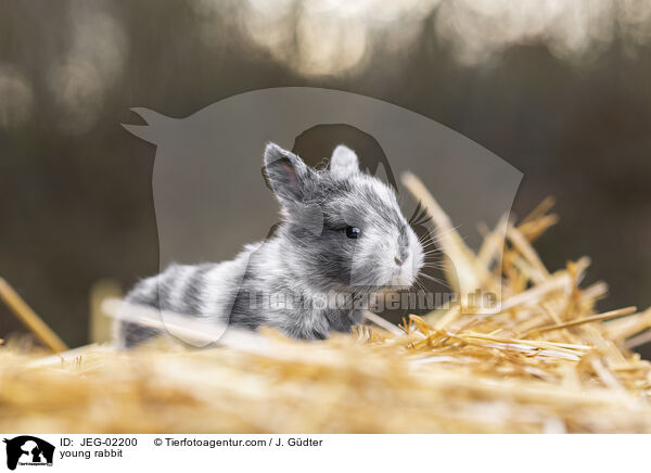 junges Kaninchen / young rabbit / JEG-02200