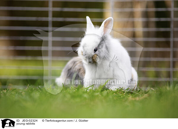 young rabbits / JEG-02324