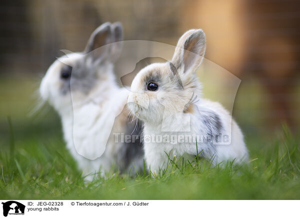 young rabbits / JEG-02328