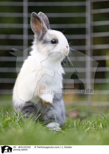 junges Kaninchen / young rabbit / JEG-02332