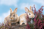 young rabbits