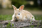 young rabbit sits on tree trunk