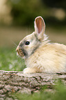 young rabbit sits on tree trunk