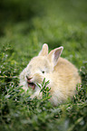 yawning rabbit