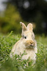 young rabbit in the meadow