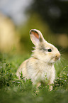 young rabbit in the meadow