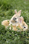 Rabbits lie in the grass