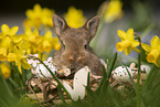 young rabbit between blossoms