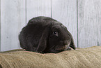 Lop Rabbit