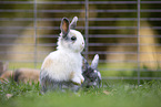 young rabbits