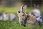 young rabbits