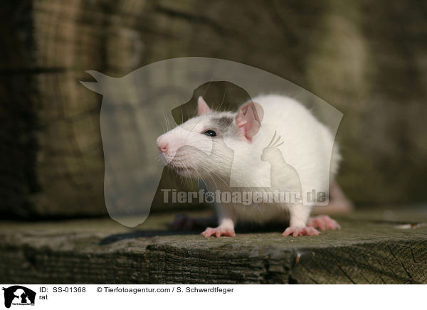 Farbratte / rat / SS-01368