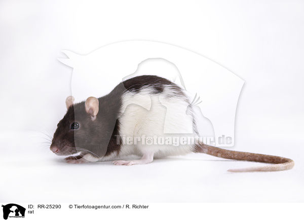 Ratte / rat / RR-25290