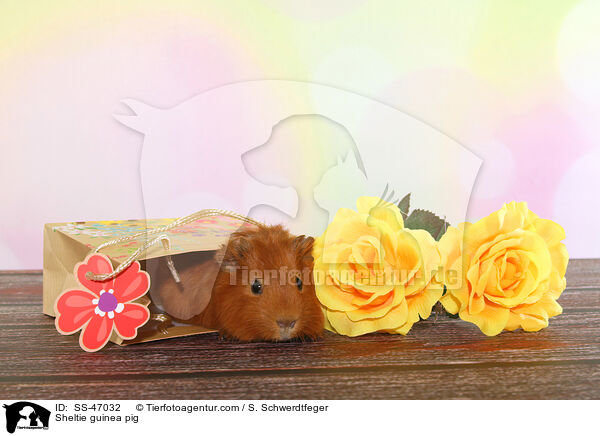 Sheltie Meerschweinchen / Sheltie guinea pig / SS-47032