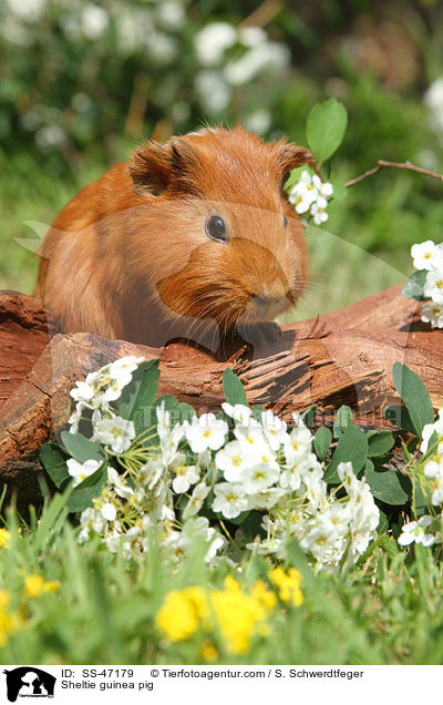 Sheltie Meerschweinchen / Sheltie guinea pig / SS-47179