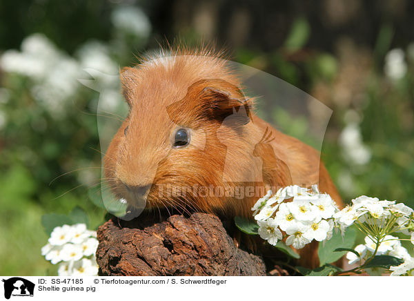 Sheltie guinea pig / SS-47185