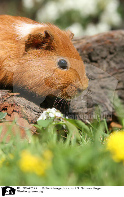 Sheltie guinea pig / SS-47197