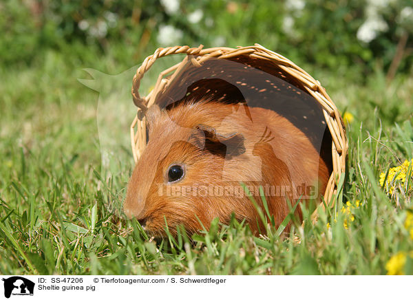 Sheltie Meerschweinchen / Sheltie guinea pig / SS-47206