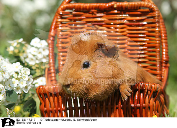 Sheltie Meerschweinchen / Sheltie guinea pig / SS-47217