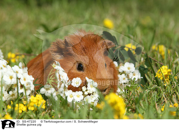 Sheltie Meerschweinchen / Sheltie guinea pig / SS-47220