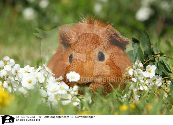 Sheltie Meerschweinchen / Sheltie guinea pig / SS-47223