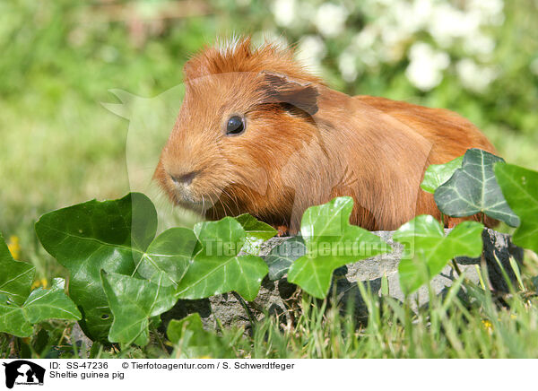 Sheltie Meerschweinchen / Sheltie guinea pig / SS-47236