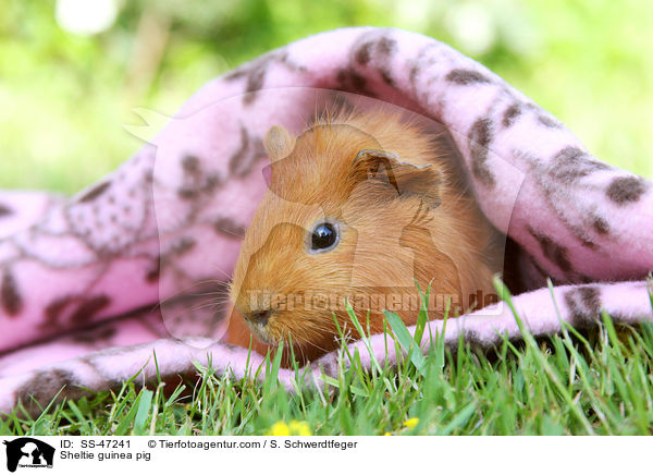 Sheltie guinea pig / SS-47241
