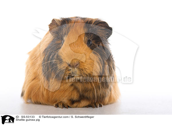 Sheltiemeerschweinchen / Sheltie guinea pig / SS-53133