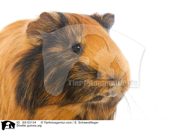 Sheltiemeerschweinchen / Sheltie guinea pig / SS-53134