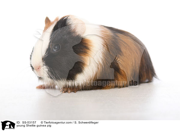 junges Sheltiemeerschweinchen / young Sheltie guinea pig / SS-53157