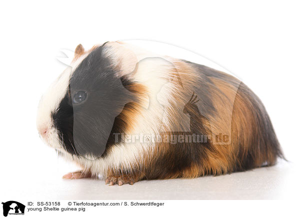 junges Sheltiemeerschweinchen / young Sheltie guinea pig / SS-53158