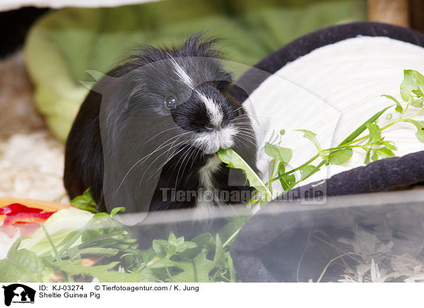 Sheltiemeerschweinchen / Sheltie Guinea Pig / KJ-03274