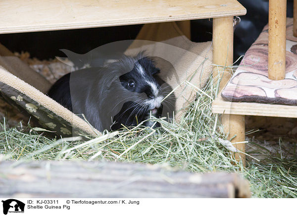 Sheltiemeerschweinchen / Sheltie Guinea Pig / KJ-03311