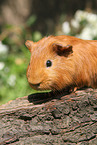 Sheltie guinea pig