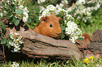 Sheltie guinea pig