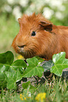 Sheltie guinea pig