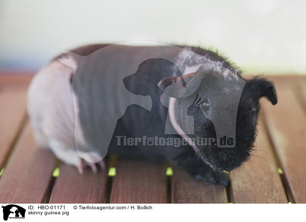 Nacktmeerschweinchen / skinny guinea pig / HBO-01171