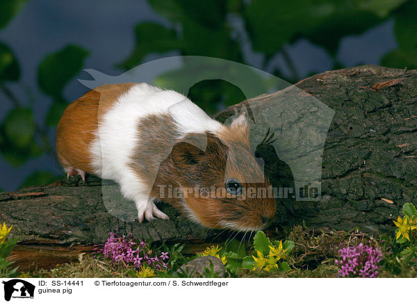 guinea pig / SS-14441