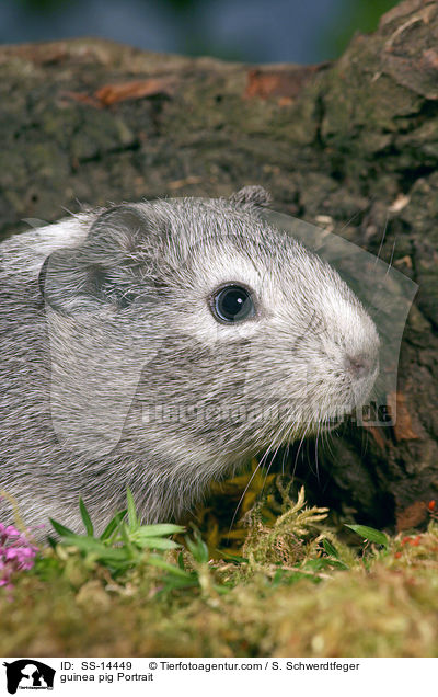 Glatthaar Meerschwein Portrait / guinea pig Portrait / SS-14449