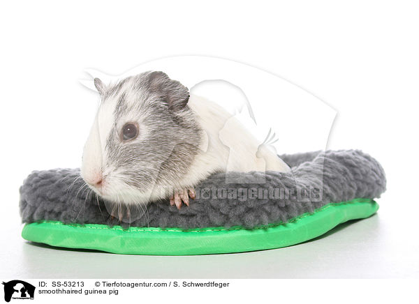 Glatthaarmeerschweinchen / smoothhaired guinea pig / SS-53213