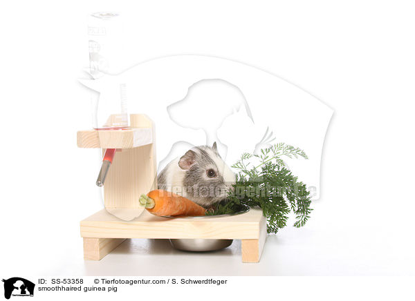 Glatthaarmeerschweinchen / smoothhaired guinea pig / SS-53358