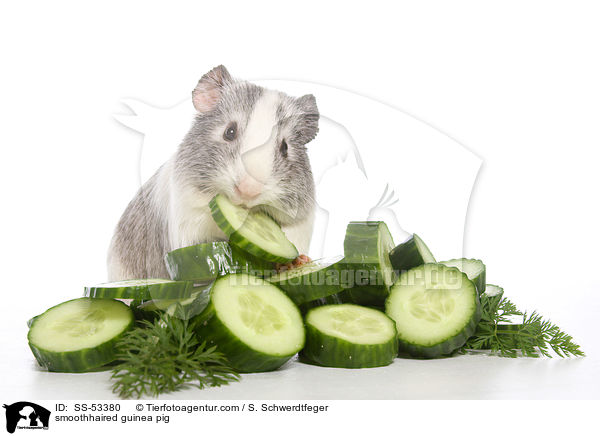 Glatthaarmeerschweinchen / smoothhaired guinea pig / SS-53380