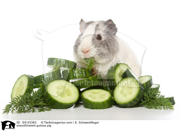 Glatthaarmeerschweinchen / smoothhaired guinea pig / SS-53383